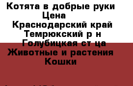 Котята в добрые руки › Цена ­ 1 - Краснодарский край, Темрюкский р-н, Голубицкая ст-ца Животные и растения » Кошки   